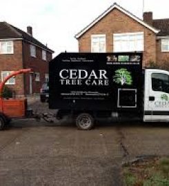 Cedar Tree Care
