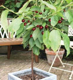 Fruit Trees By Mail Order